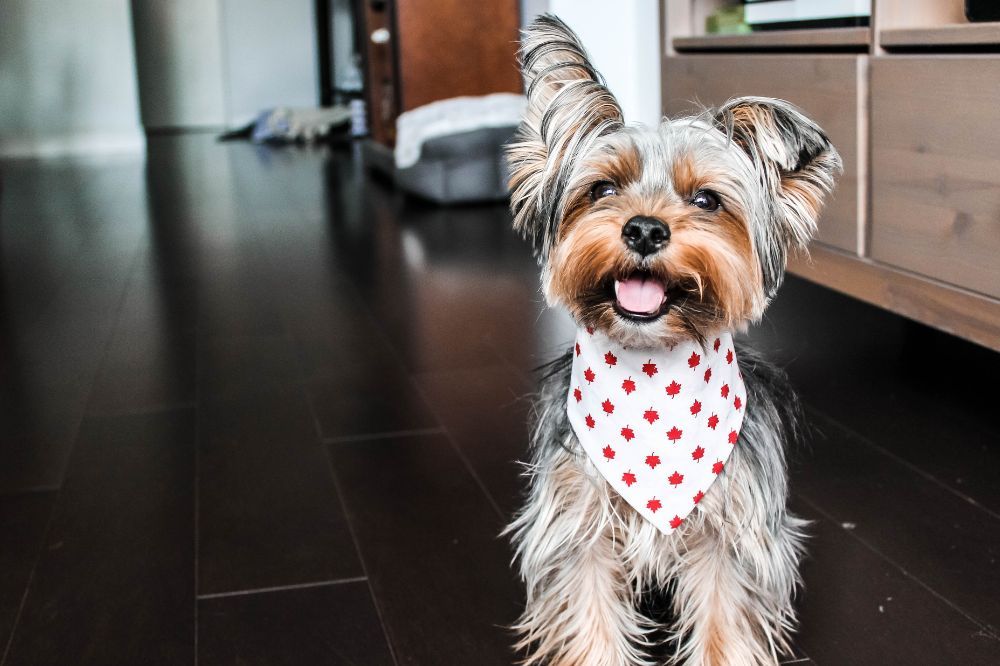 Tamaño diminuto, corazón gigante