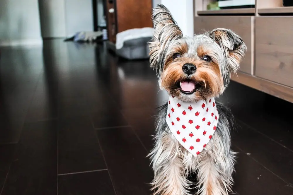 Tamaño diminuto, corazón gigante
