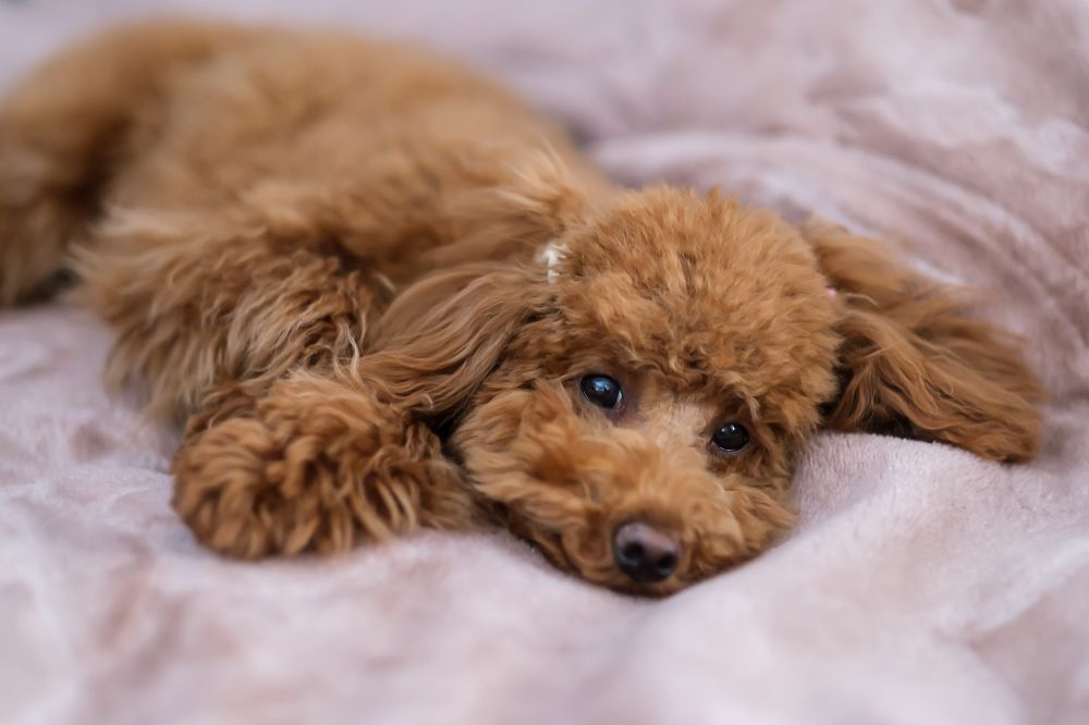 Tamaño pequeño con una personalidad grandiosa