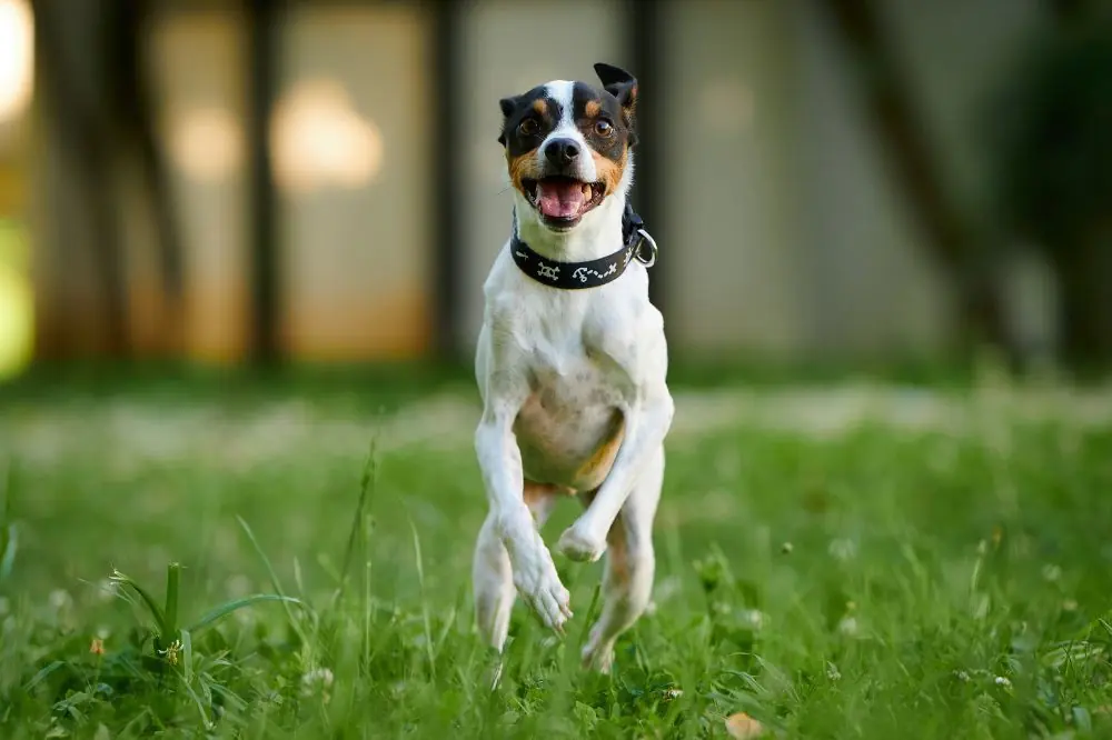 Temperamento energia e affetto inesauribile