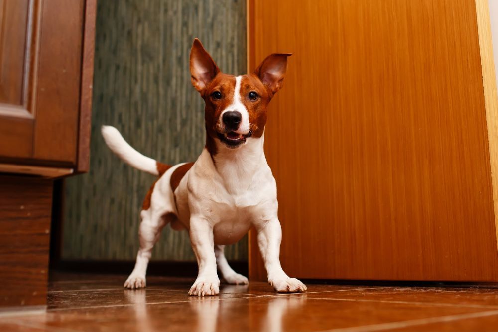 Temperamento intelligenza e alta energia