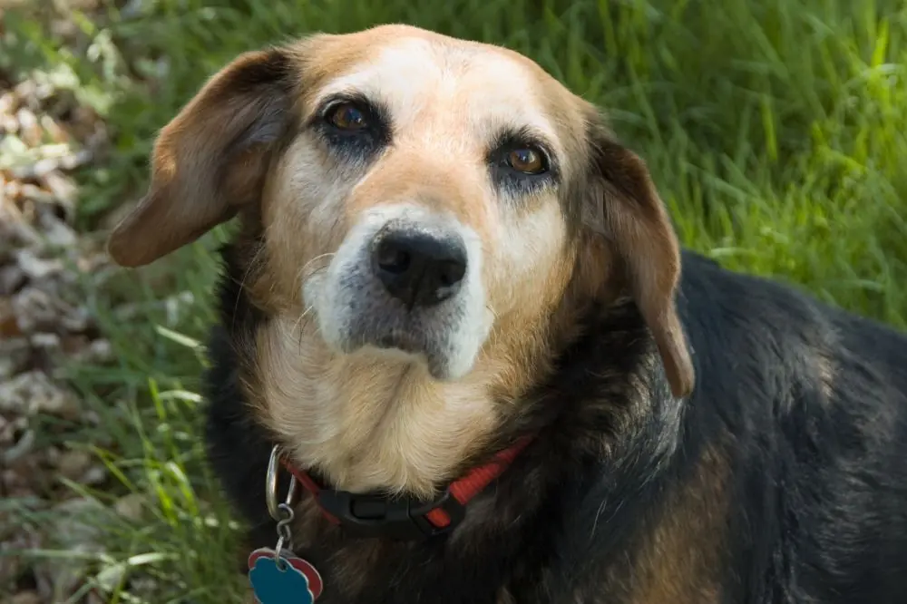Un chequeo veterinario regular la base para una vejez saludable