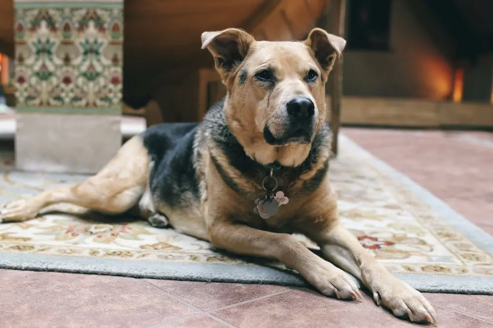 Una dieta adecuada para una vejez saludable