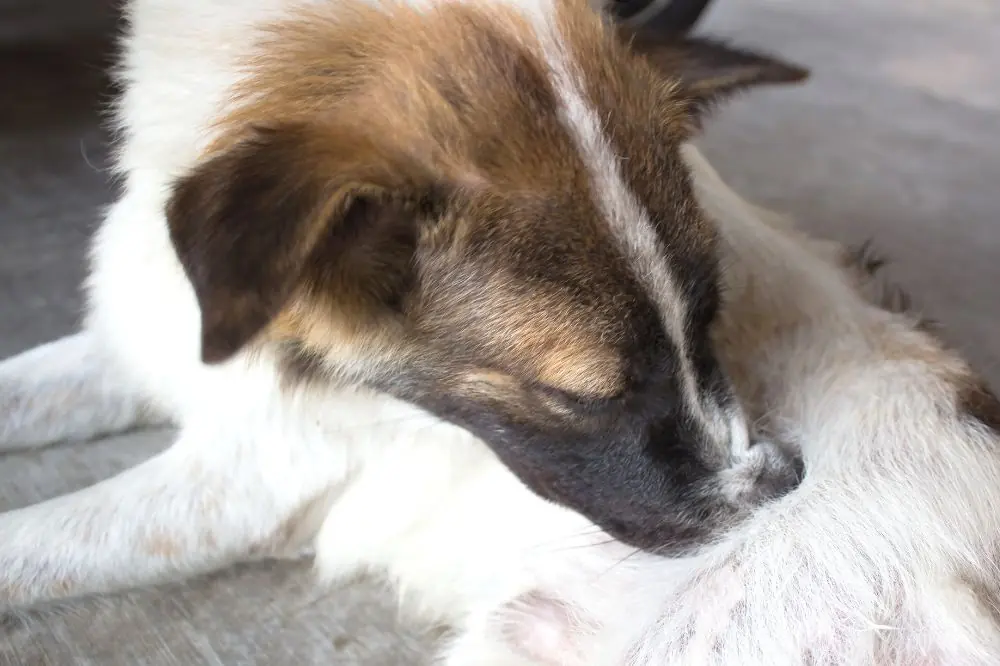 Utiliza remedios naturales y caseros