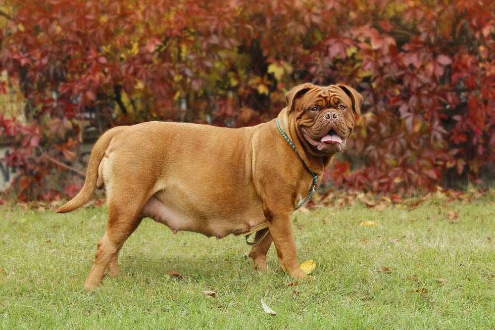 parc chienne enceinte