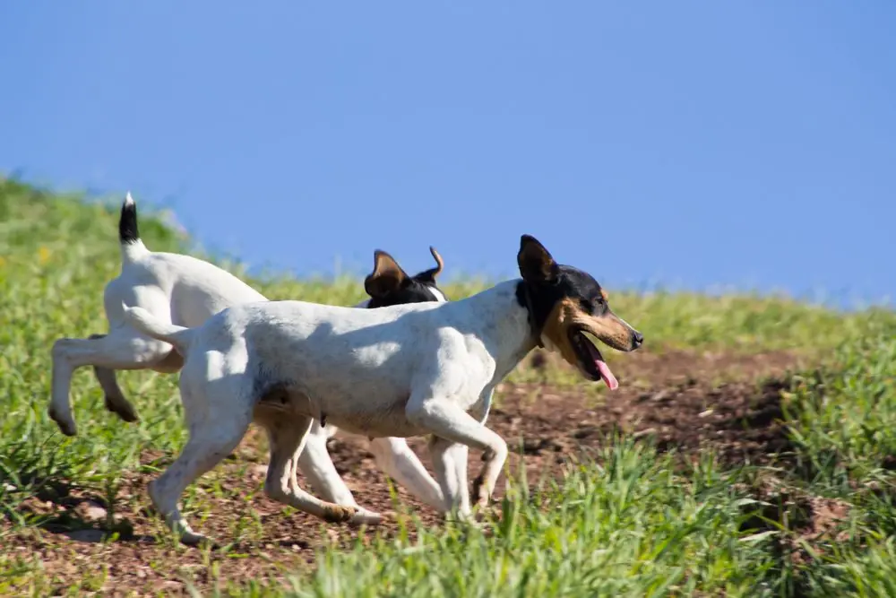Guía sobre el cachorro de Ratonero bodeguero: socialización, cuidados y alimentación