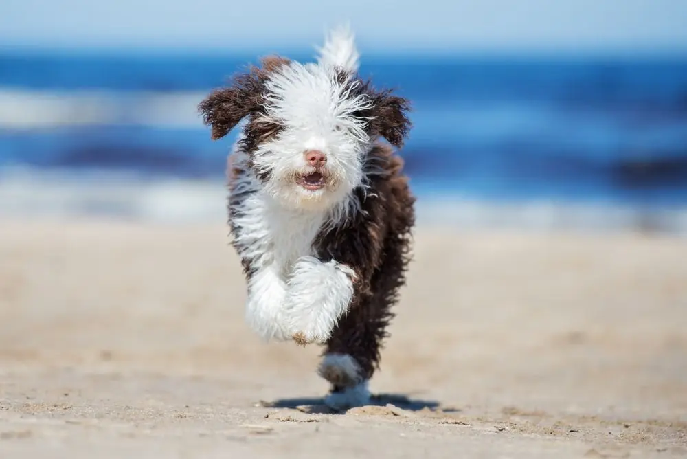 Guía sobre el cachorro de Perro de agua español: socialización, cuidados y alimentación