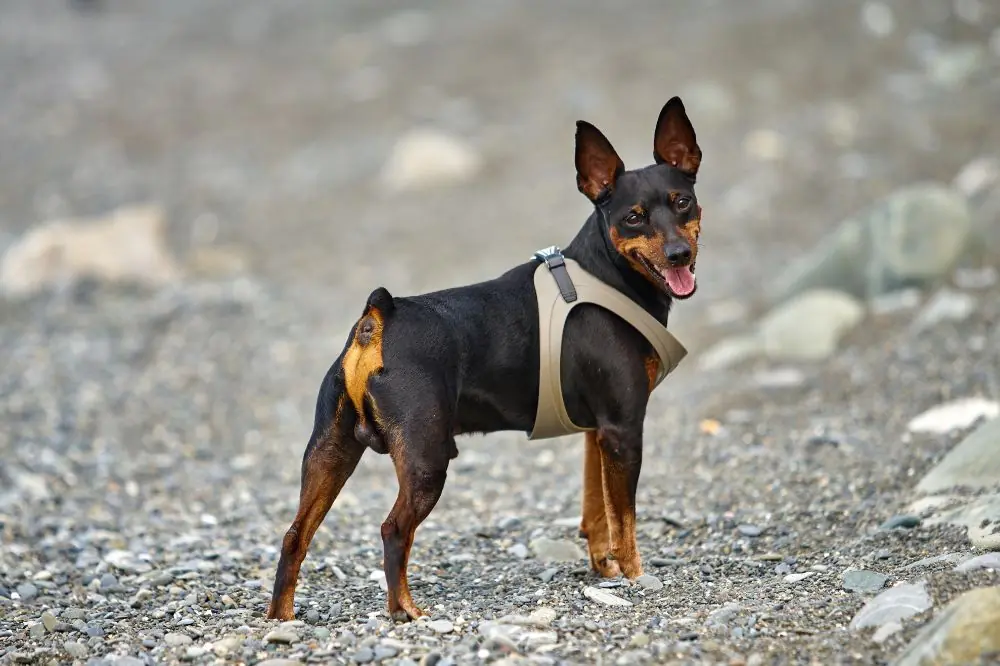 ¿Cuanto tiempo puede quedarse solo un cachorro de Pinscher miniatura