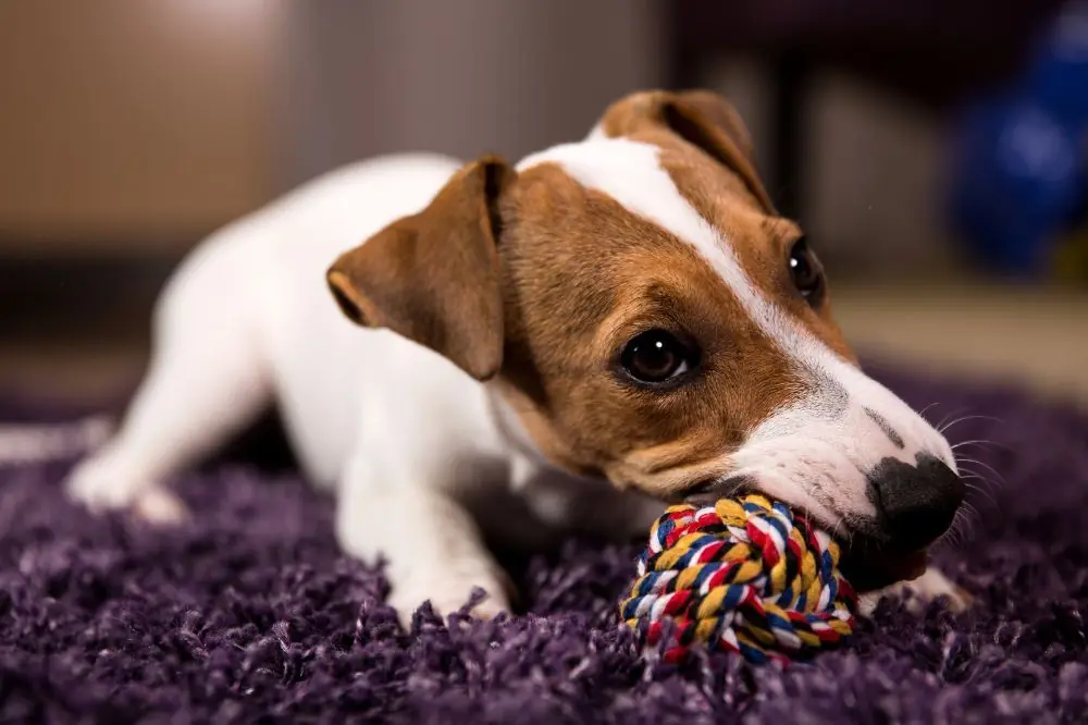 ¿Cuanto tiempo tarda en crecer un cachorro de Jack Russell terrier