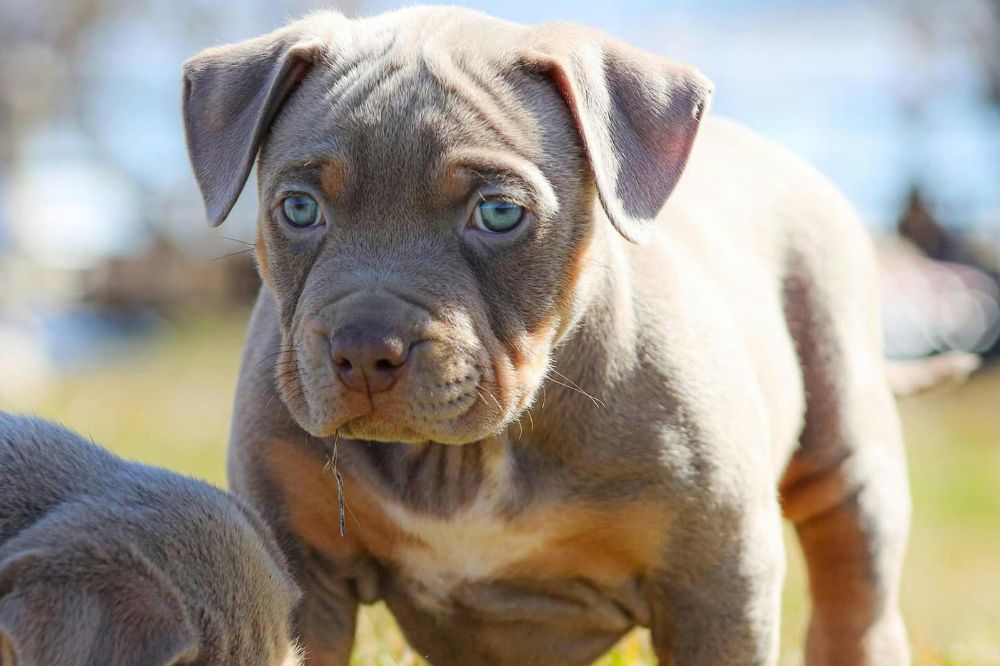 ¿Es necesario esterilizar o castrar a mi cachorro de American Bully