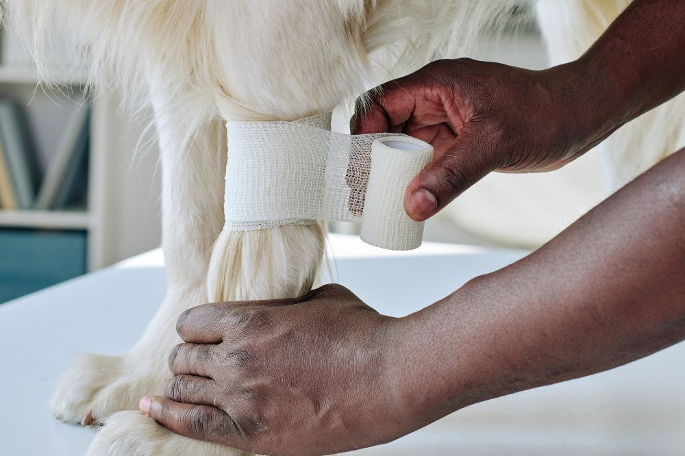 ¿Por que los perros lamen sus patas