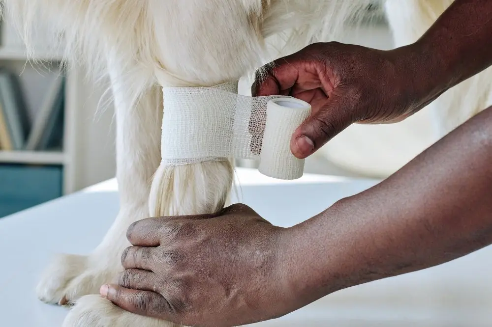 ¿Por que los perros lamen sus patas