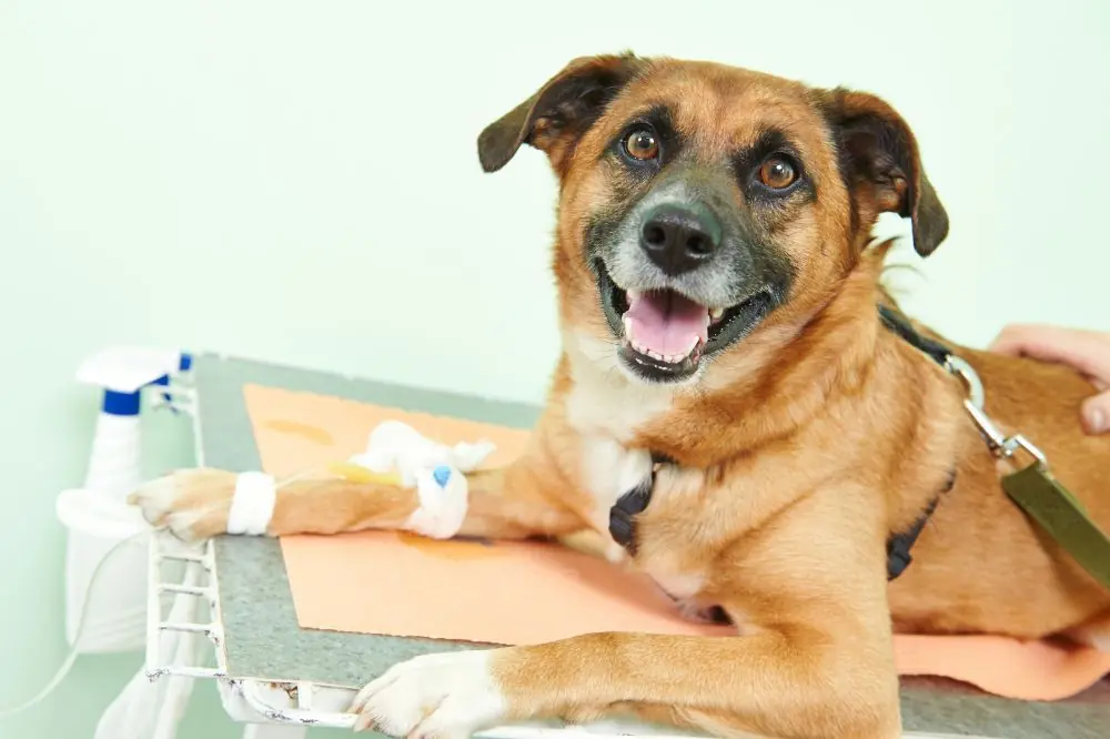 ¿Por que pueden los perros lesionarse sus patas