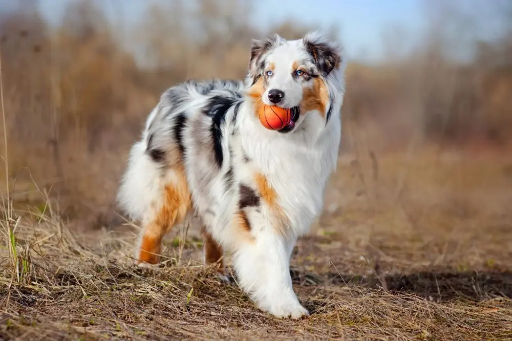 ¿Que tipo de alimentacion es mejor para mi cachorro de Pastor ovejero australiano
