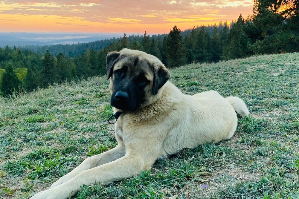 Combien d'exercice a besoin un Berger d'Anatolie