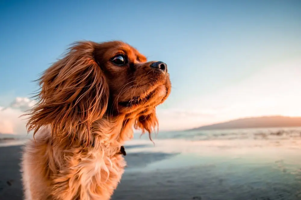 Mejores playas para perros en A Coruña