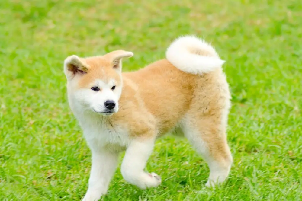 Guía sobre el cachorro de Akita Inu: socialización, cuidados y alimentación