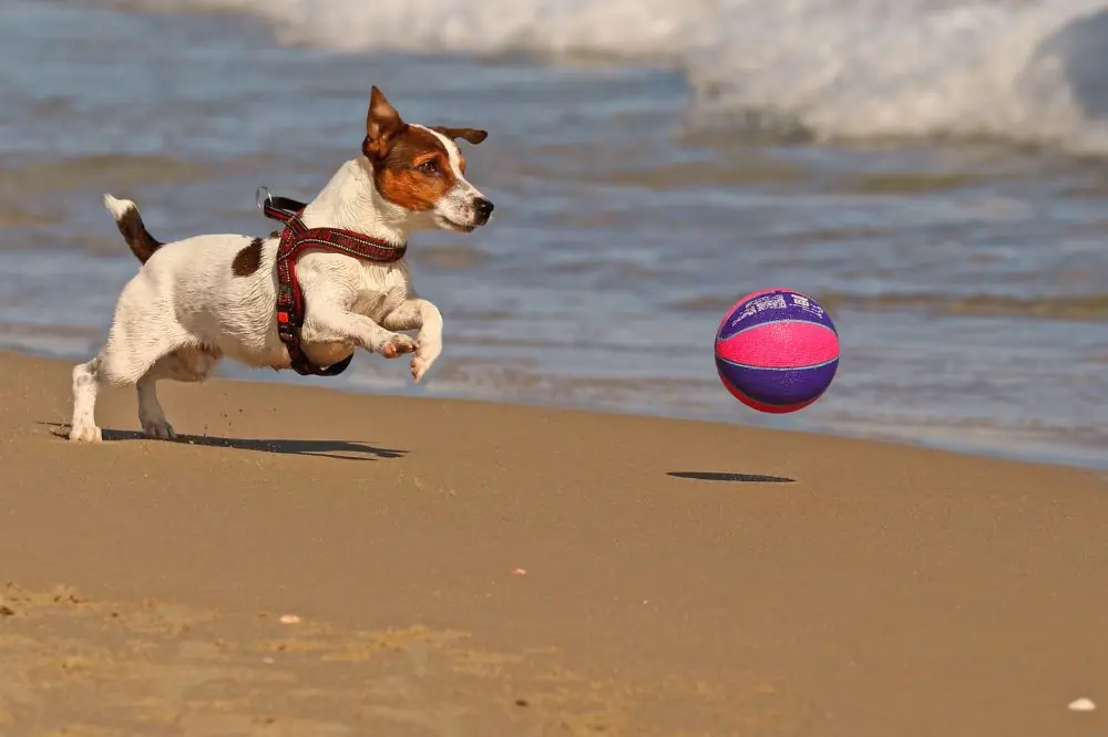 Entrenamiento avanzado para perros de alta energía