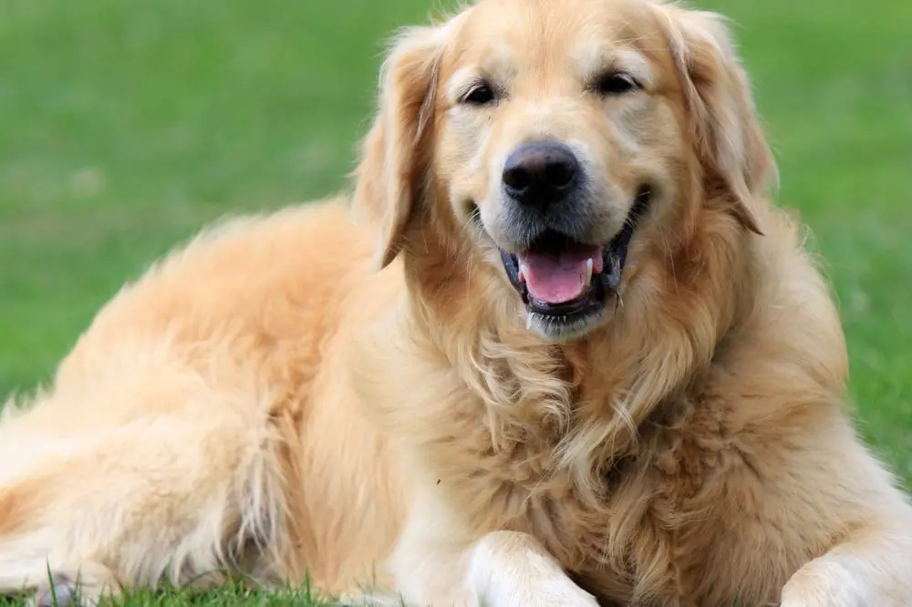 Guide d'alimentation pour les chiens de grande race