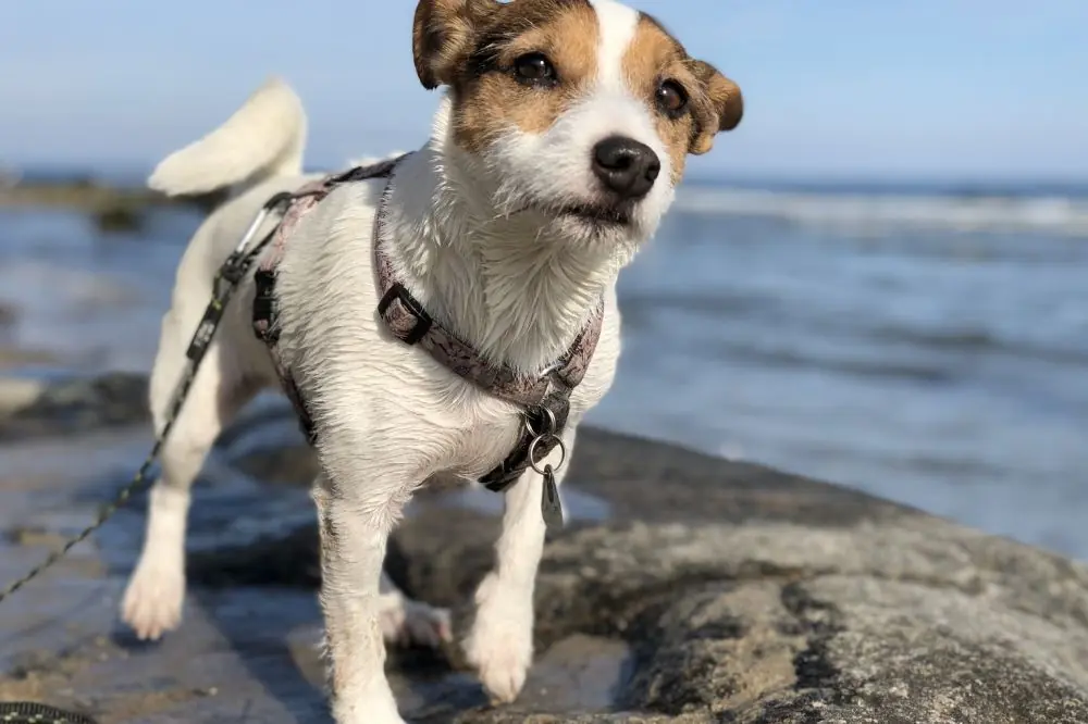 Playas para perros Tarragona