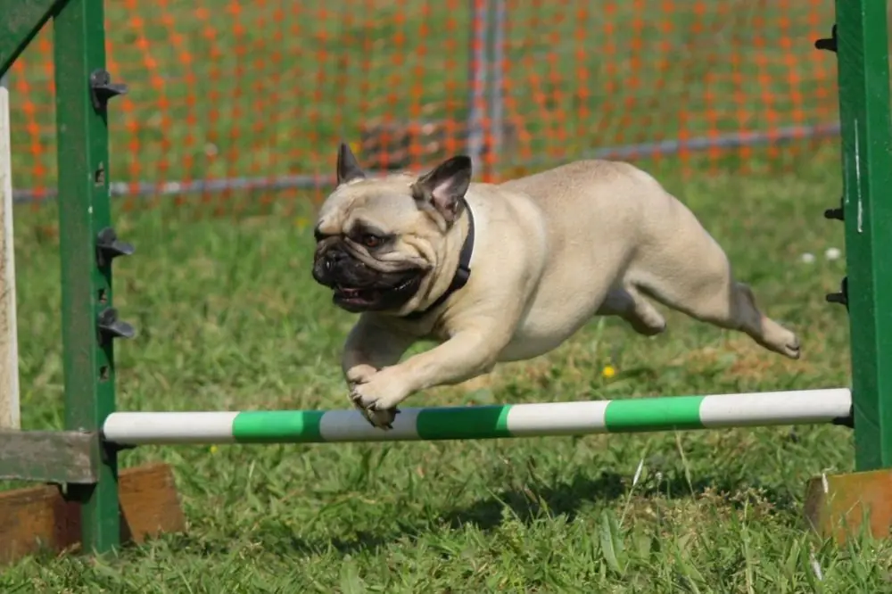 Los beneficios del adiestramiento canino en grupo