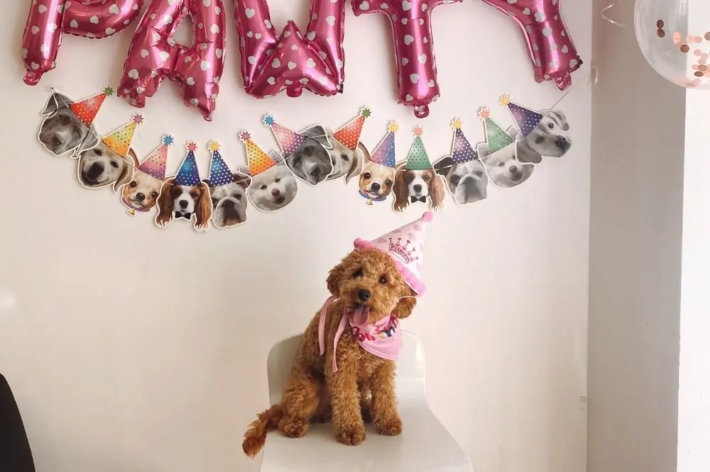 Ideas para fiestas de cumpleaños para perros