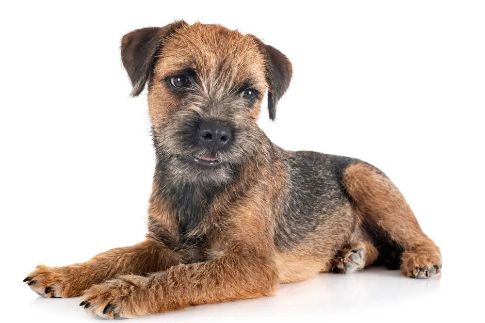 Guía sobre el cachorro de Border Terrier: socialización, cuidados y alimentación