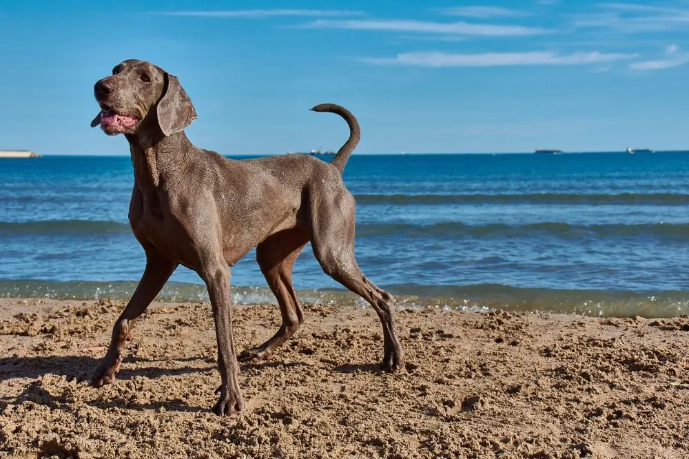 Playas para perros en Girona