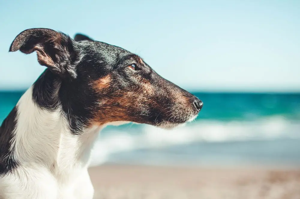 Playas para perros Galicia