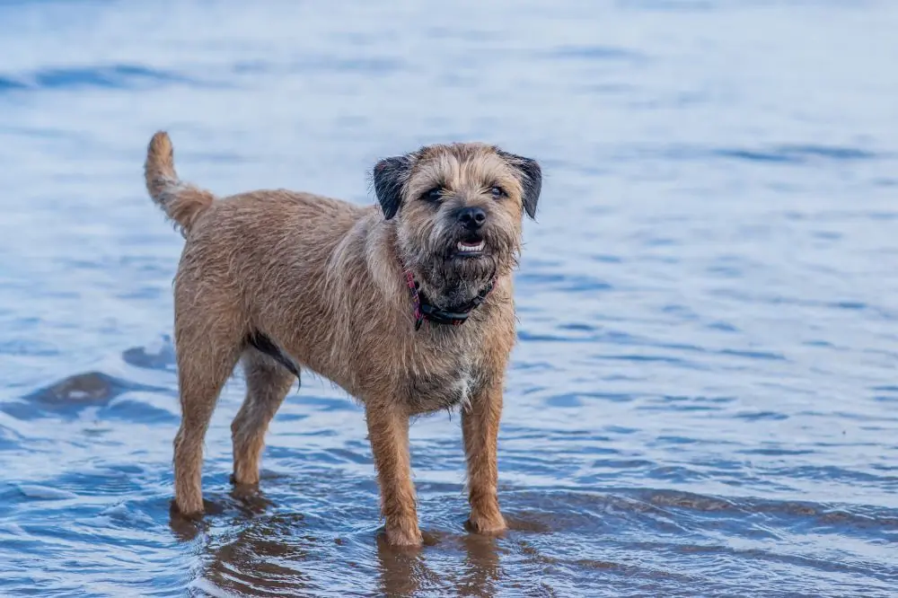 Border Terrier: origen, características y cuidados