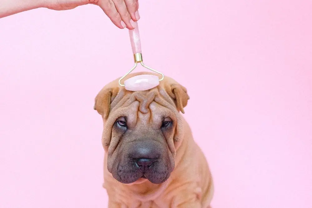 Beneficios del masaje canino para la salud de tu perro