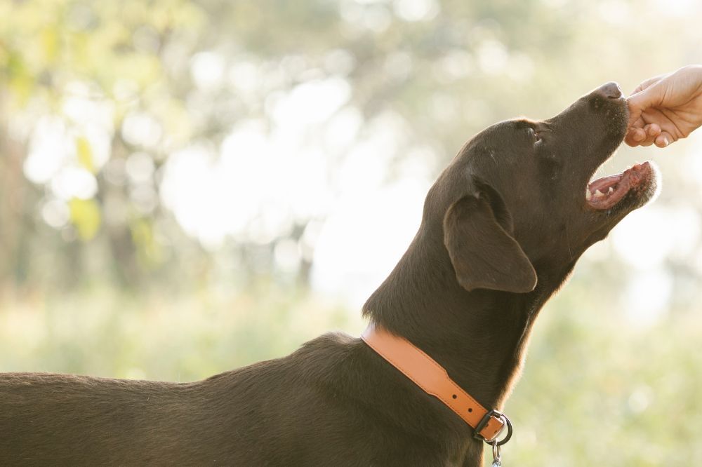 Alimentacion adecuada para tu perro en la playa