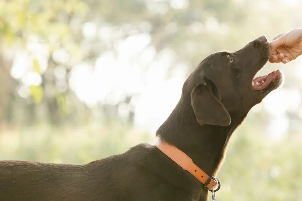 Alimentacion adecuada para tu perro en la playa
