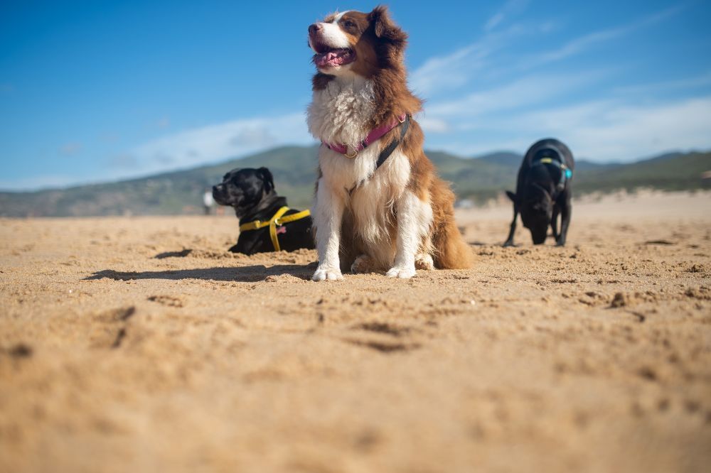Alimentacion adecuada para tu perro en la playa