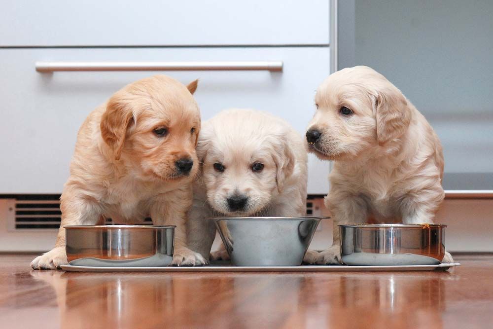 Alimentation chiots