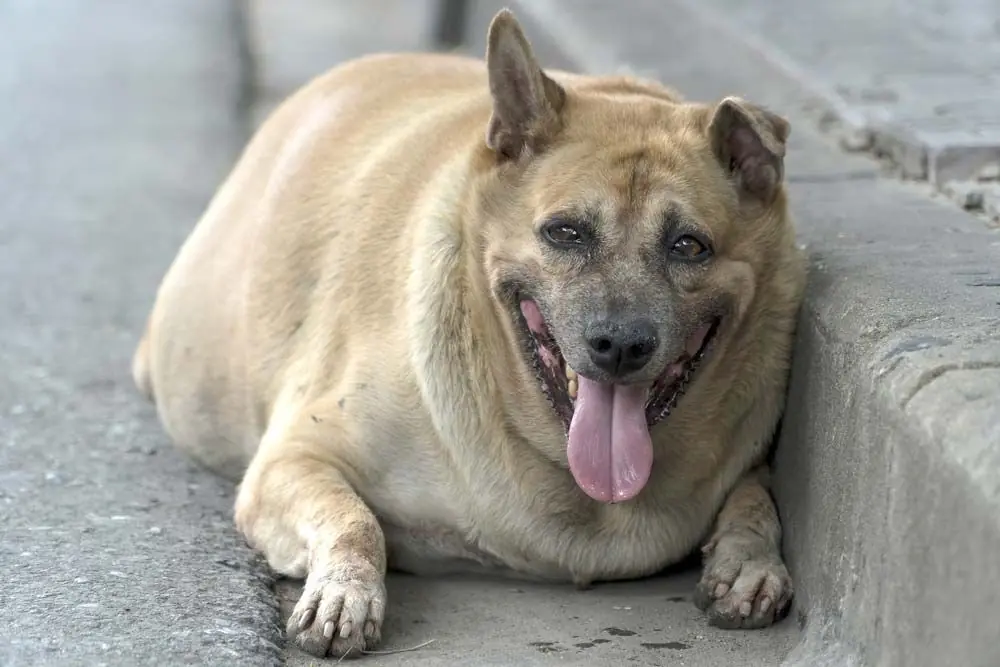 Alimentation legere problemes surpoids
