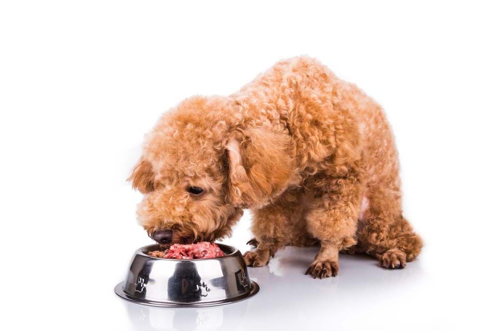 Alimentation naturelle du chiot