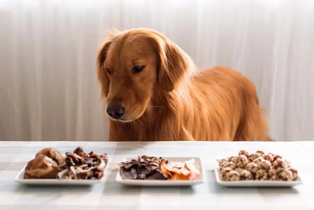 Mejor Alimentación para el Labrador Retriever: guía completa de alimentación natural