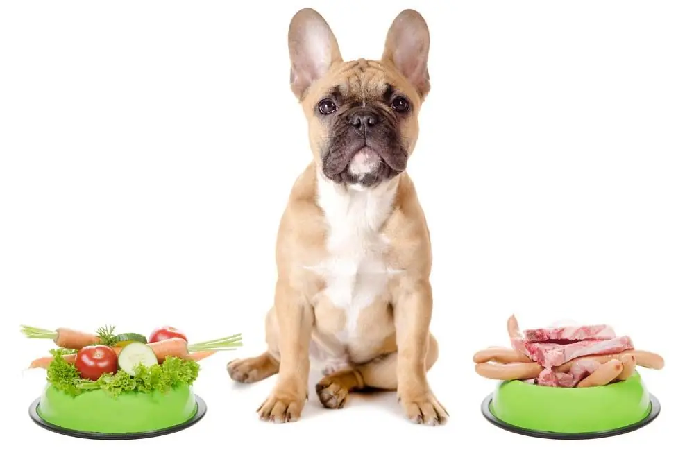 Alternatives aux croquettes pour chiens
