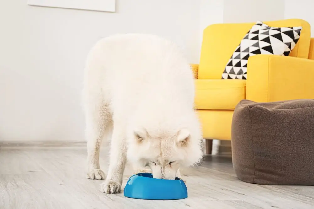 Alternative à la nourriture humide pour chiens