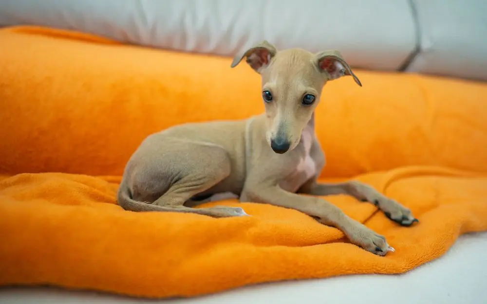 Guide sur le chiot Ratonero Bodeguero: socialisation, soins et alimentation