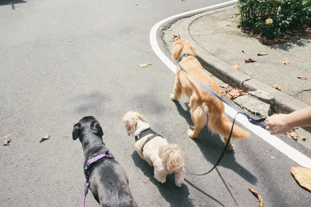 Beneficios del ejercicio regular en la salud mental de los perros