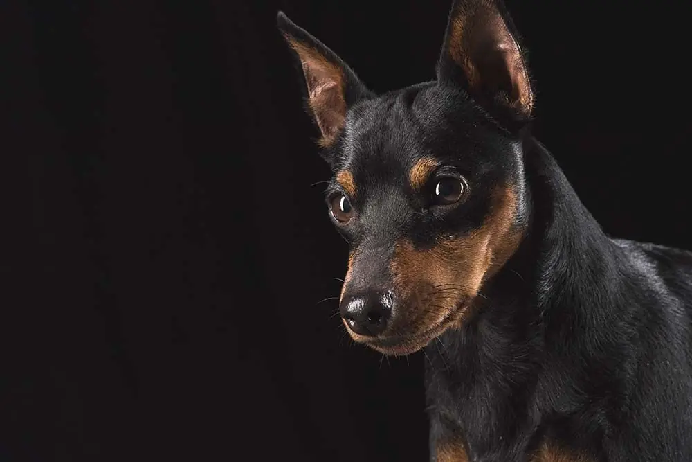Caractere doberman pinscher