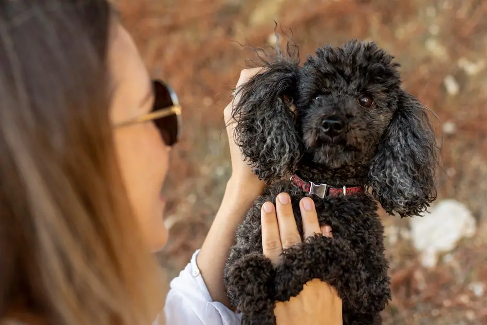 Chien affectueux recevant des gestes de tendresse.