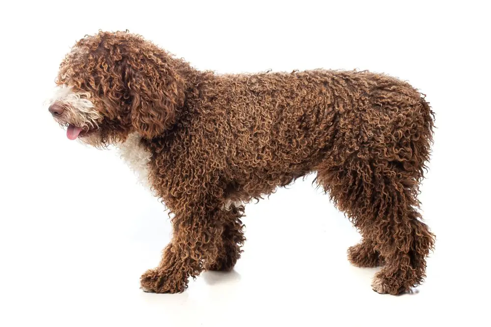 Chien robuste immobile sur un terrain naturel.