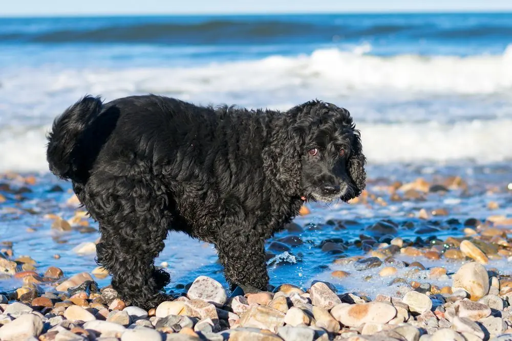 Chien joyeux courant près des vagues.