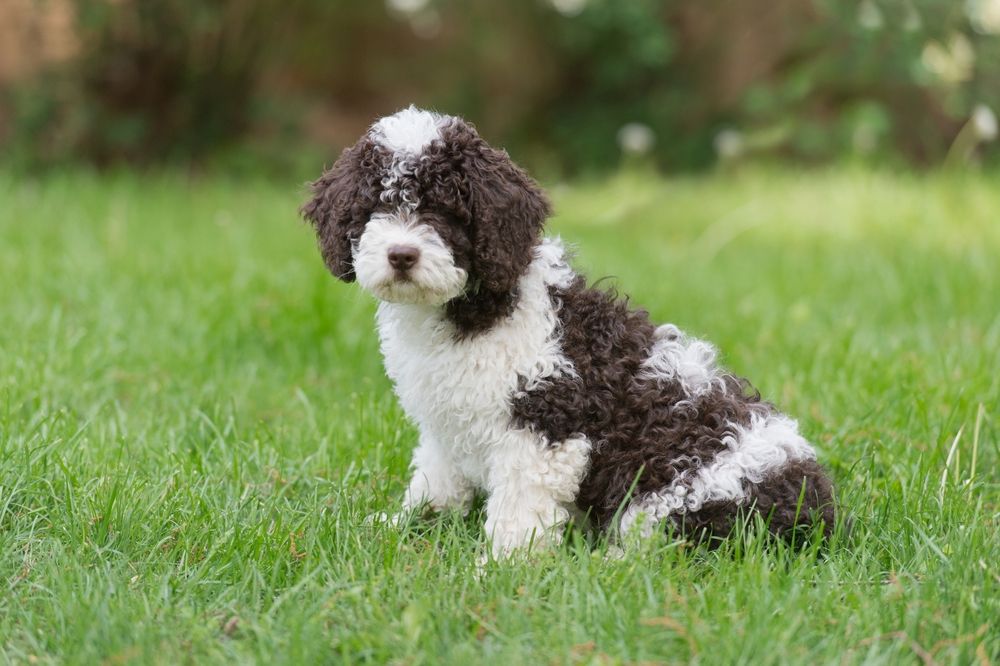 This,Adorable,Puppy,Looks,Like,A,Cow!,Spanish,Water,Dog