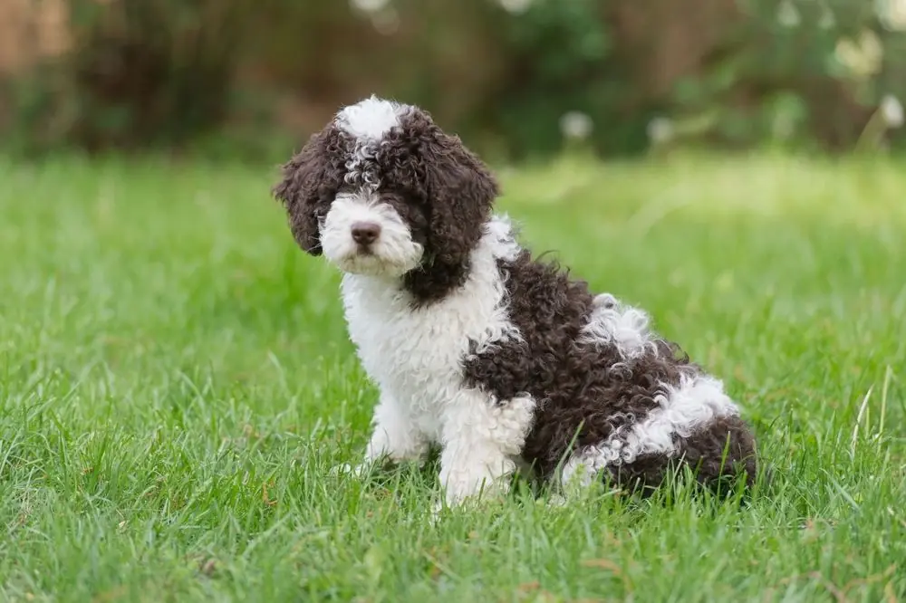 This,Adorable,Puppy,Looks,Like,A,Cow!,Spanish,Water,Dog