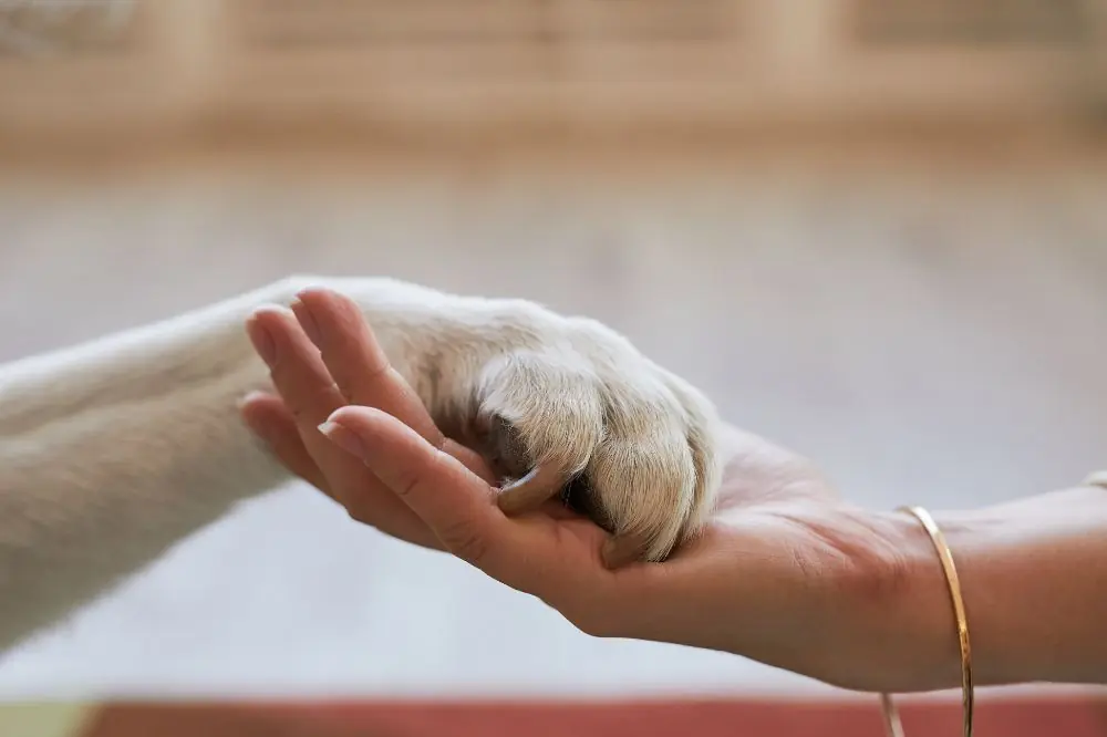 Cómo lidiar con la pérdida de una mascota: apoyo emocional y recursos