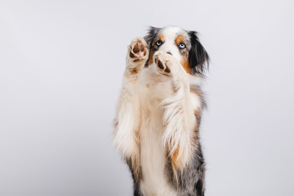 Comportamiento y personalidad del Pastor Ovejero Australiano lo que debes saber